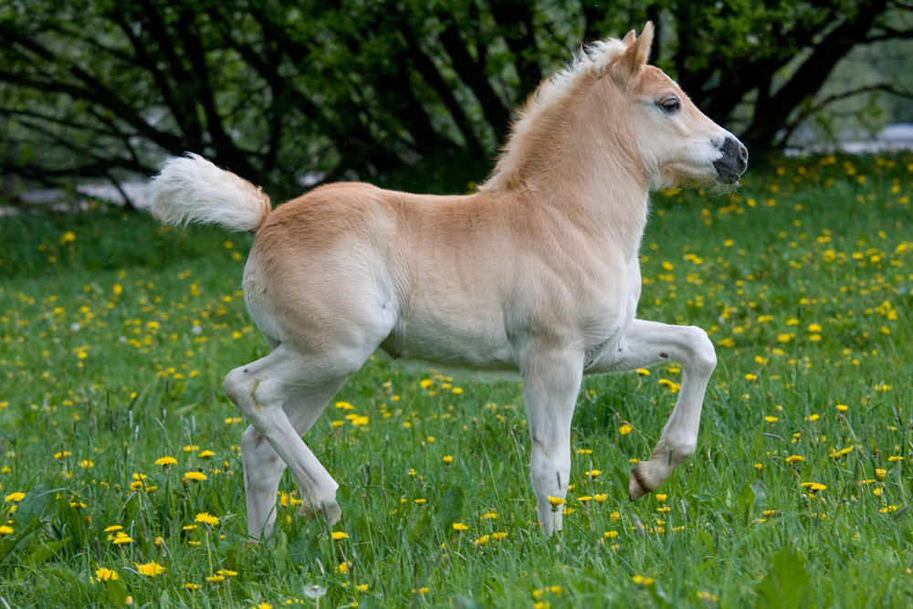 Pony At Çİftliği Kurmak ve Pony At Yetiştiriciliği