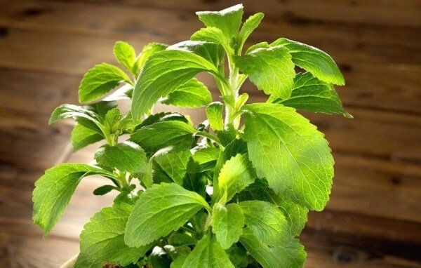 Stevia Bitkisi Yetiştiriciliği