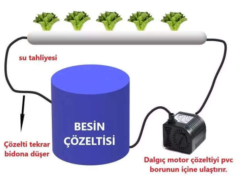 Suda marul yetiştiriciliği