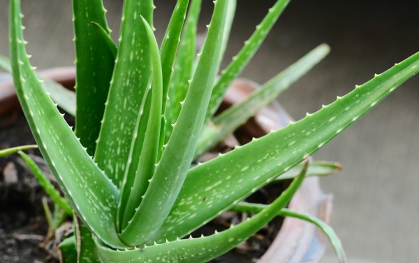 Aloe vera Yetişticiliği Nasıl Yapılır